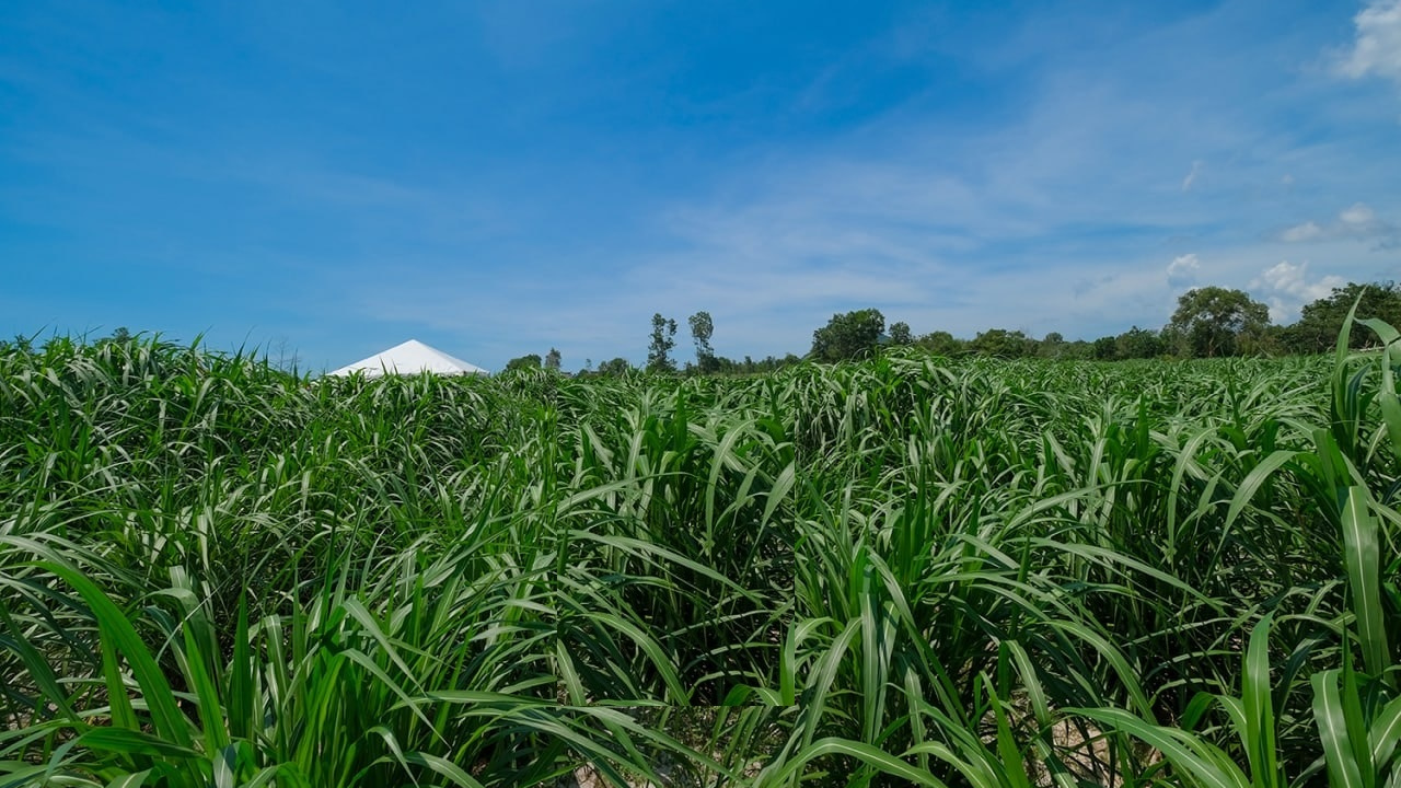 Ladang Rumput Napier & Kompos Ladang Rumput Napier & Kompos