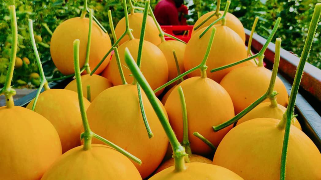 Melon Manis Terengganu Melon Manis Terengganu