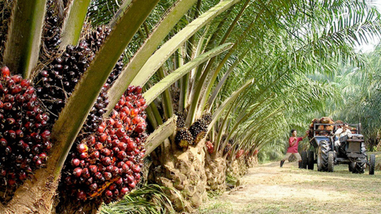 Ladang Kelapa Sawit Tersat Ladang Kelapa Sawit Tersat