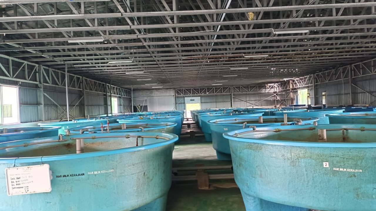 Hatcheri Ikan Marin Hatcheri Ikan Marin