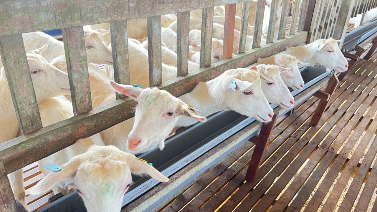 Ladang Induk Pengganda Kambing Tenusu Ladang Induk Pengganda Kambing Tenusu