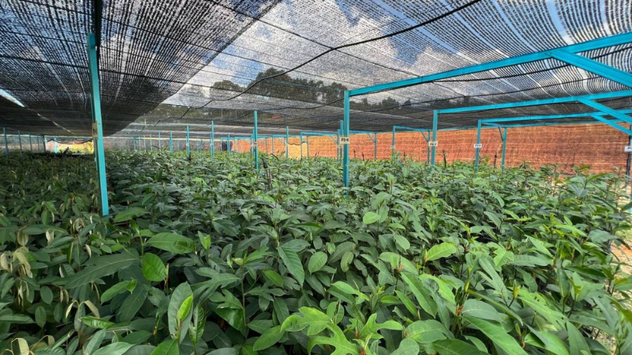 Pusat Semaian TADC Pusat Semaian TADC