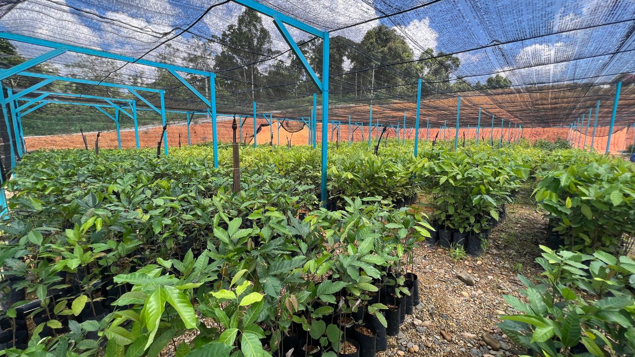 Anak Pokok Buah-Buahan Anak Pokok Buah-Buahan