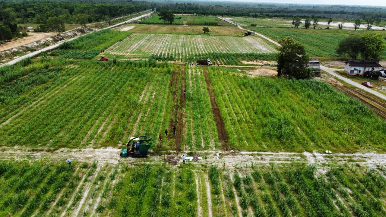 Ladang Rumput Napier & Kompos