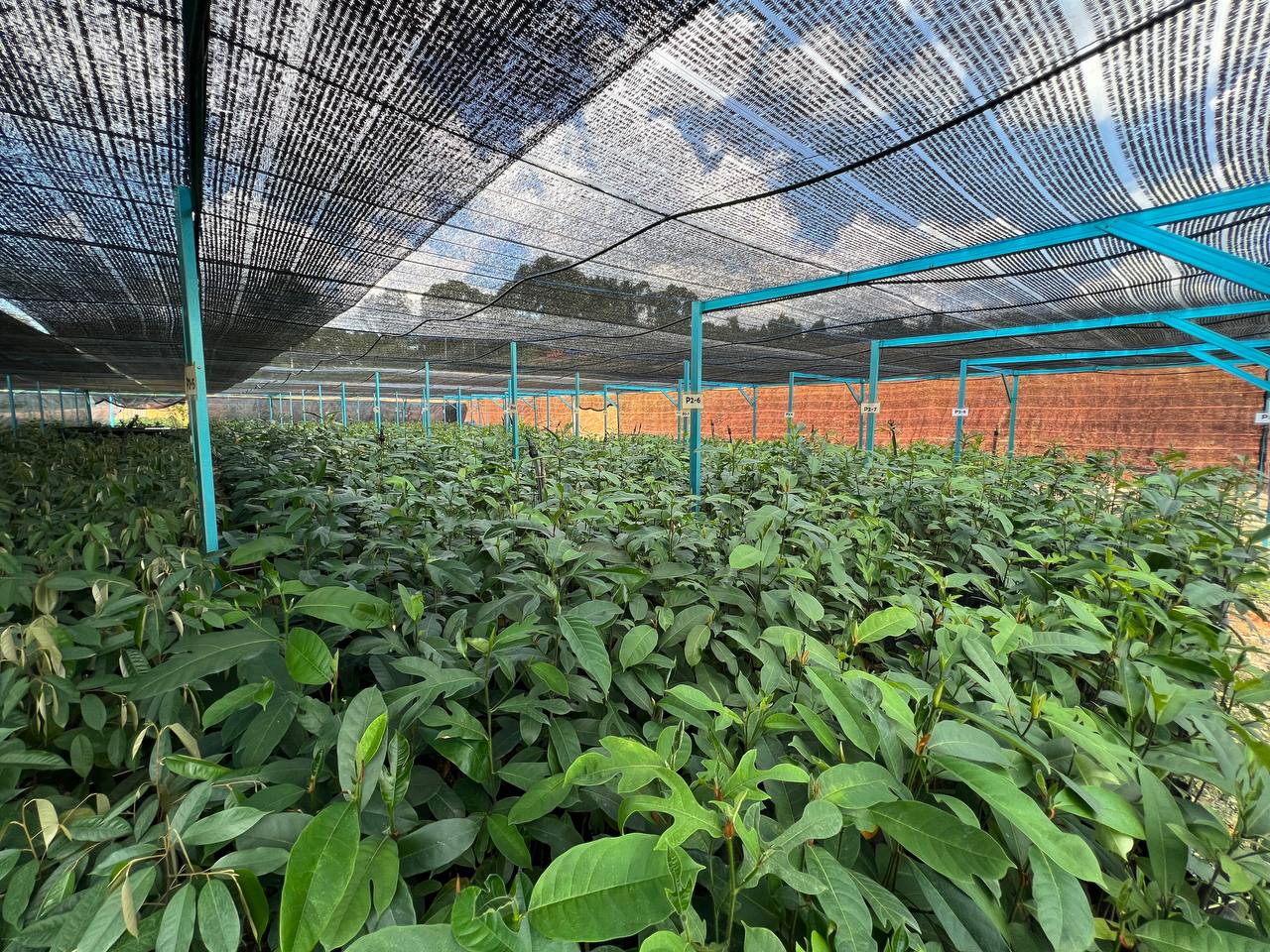 Projek Pusat Semaian TADC