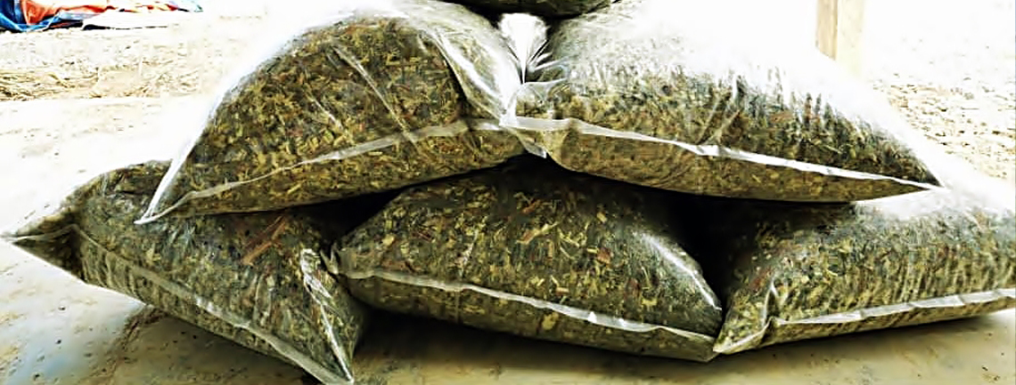 Projek Pengeluaran Napier / Silaj